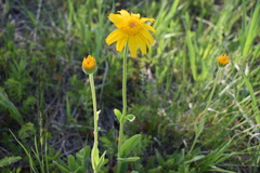 Arnica fulgens