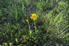 Arnica fulgens