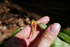Erythronium rostratum