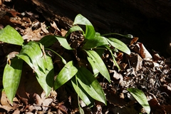 Erythronium rostratum