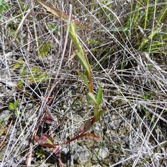 Ludwigia alata