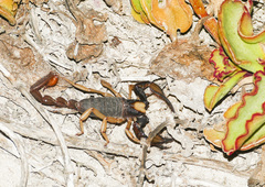 Opistophthalmus latro