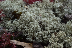 Cladonia caroliniana