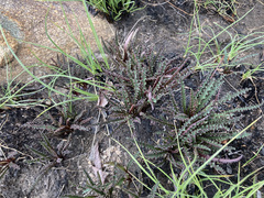 Drimiopsis