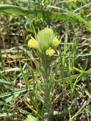 Castilleja rubicundula lithospermoides