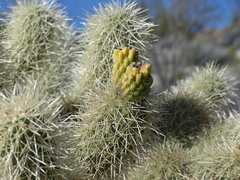 Cylindropuntia bigelovii
