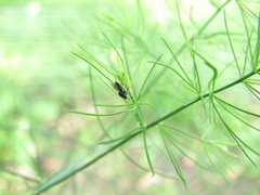 Tetrastichus coeruleus