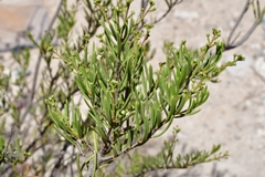 Mortonia greggii