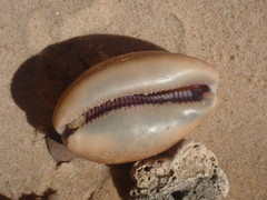 Lyncina leviathan titan