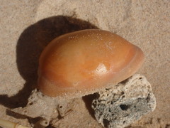 Lyncina leviathan titan