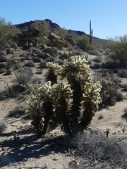 Cylindropuntia bigelovii