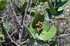 Rhus muelleri