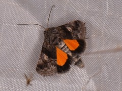 Copanarta aurea