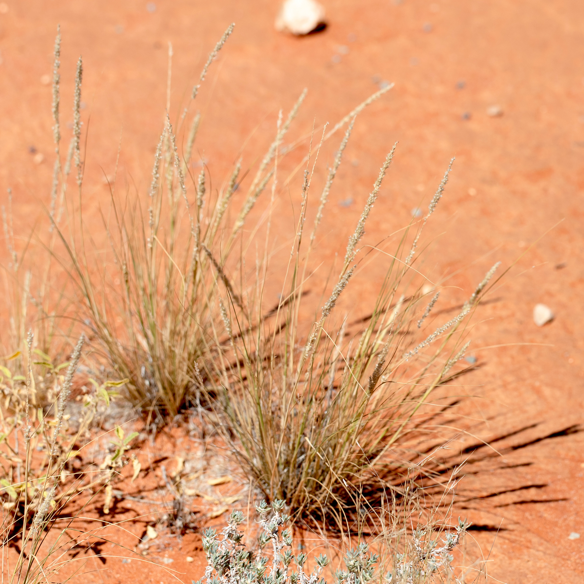 Enneapogon cylindricus