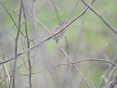 Aves