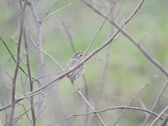 Aves