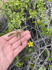 Bidens sandvicensis sandvicensis