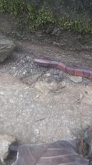 Oreocryptophis porphyraceus