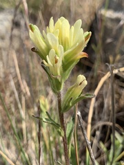 Castilleja affinis neglecta