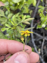 Bidens sandvicensis sandvicensis