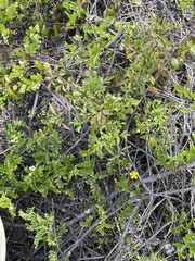 Bidens sandvicensis sandvicensis