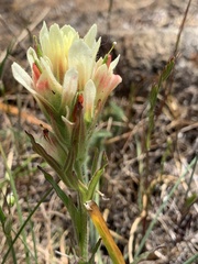 Castilleja affinis neglecta