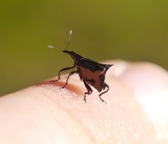 Scolopterus penicillatus