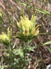 Castilleja affinis neglecta