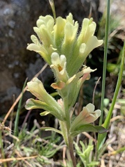 Castilleja affinis neglecta