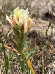 Castilleja affinis neglecta