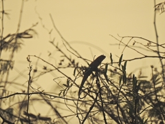Calotes versicolor