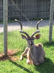 Tragelaphus