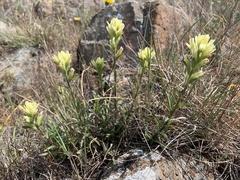 Castilleja affinis neglecta