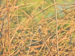 Luscinia svecica