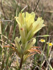 Castilleja affinis neglecta