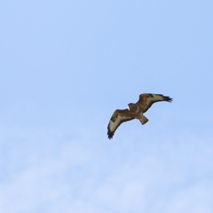 Buteo buteo