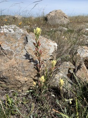 Castilleja affinis neglecta