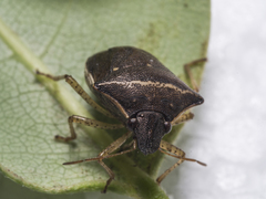 Eysarcoris humeralis