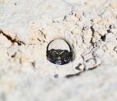 Neocicindela latecincta