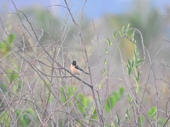 Saxicola maurus