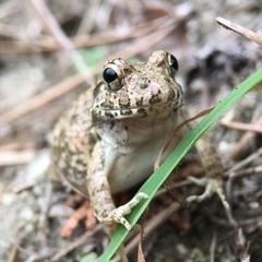 Fejervarya kawamurai