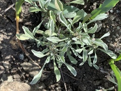 Hesperevax sparsiflora