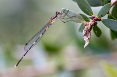 Austrolestes leda