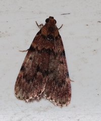 Mimaglossa nauplialis