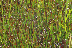 Eleocharis quinqueflora