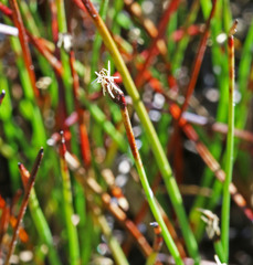 Eleocharis quinqueflora