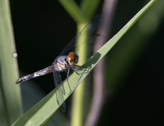 Brachydiplax denticauda