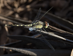 Diplacodes trivialis