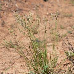 Enneapogon intermedius