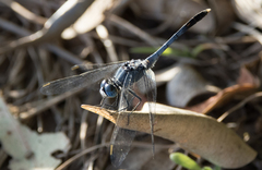 Diplacodes trivialis